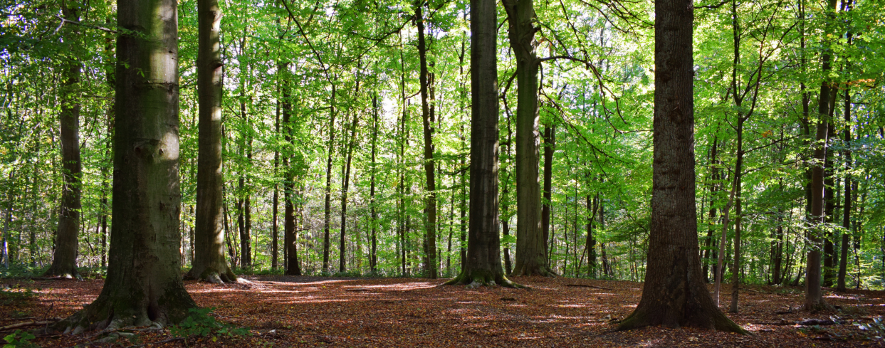 Bosque