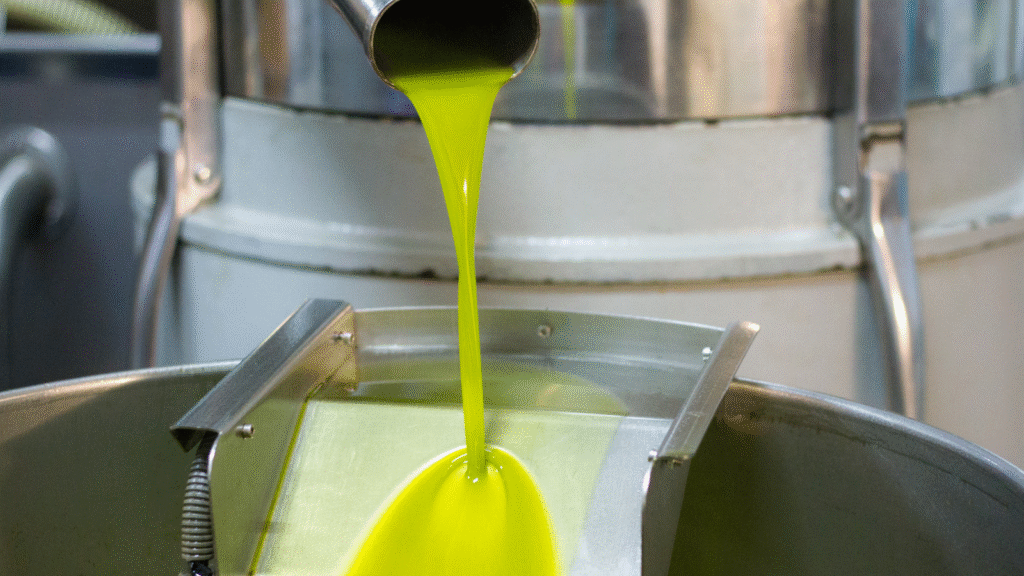 Proceso de elaboración del aceite en la Almazara